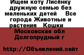 Ищем коту Лисёнку дружную семью без маленьких детей  - Все города Животные и растения » Кошки   . Московская обл.,Долгопрудный г.